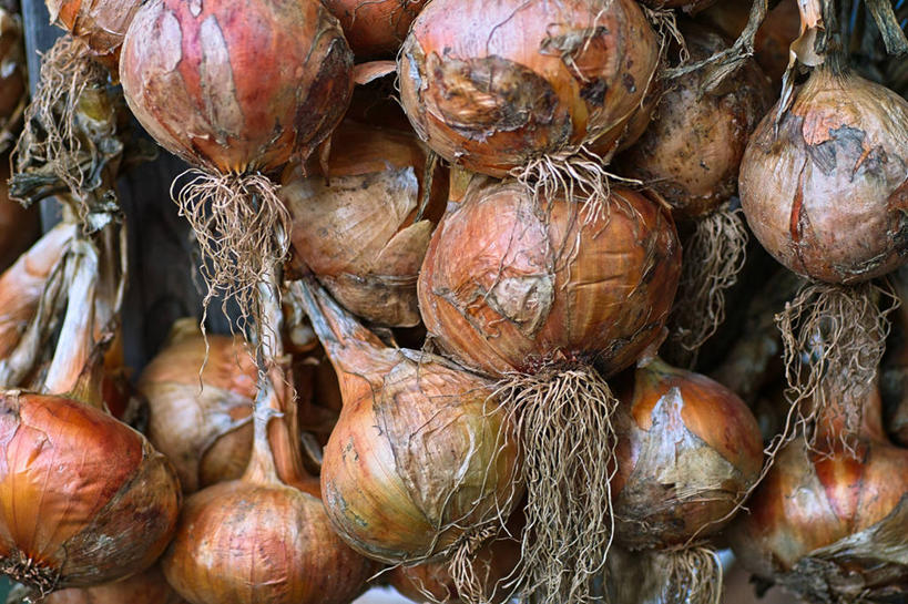 无人,横图,室外,特写,白天,蔬菜,洋葱,爱知县,日本,许多,吊挂,悬挂,丰富,生食,根部,很多,串,挂,饮食,摄影,有机食品,彩图