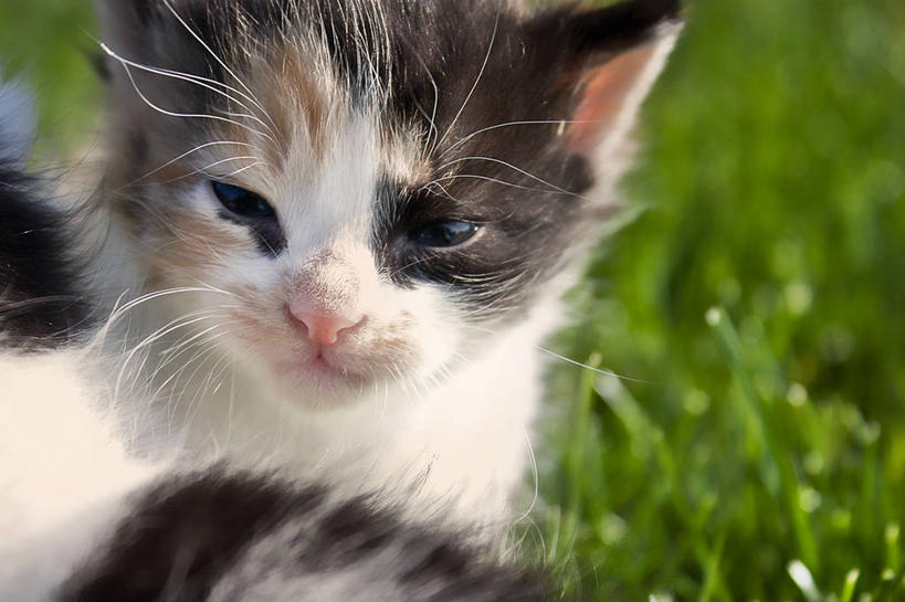 无人,坐,横图,室外,特写,白天,日光浴,猫,日光,保加利亚,小猫,自然,动物,家畜,放松,摄影,彩图