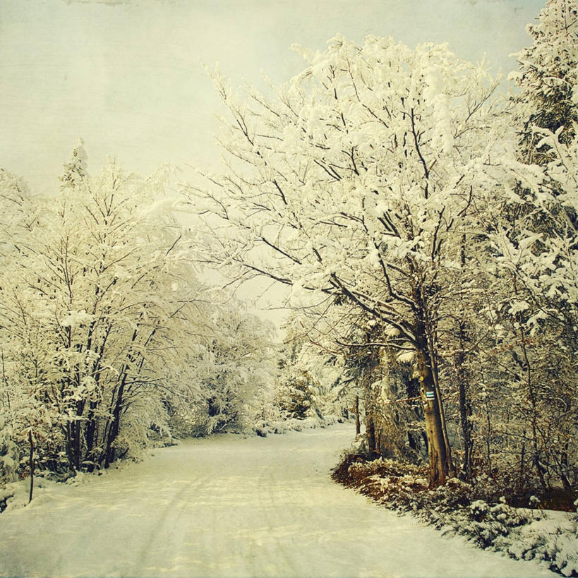 无人,方图,室外,白天,雪,波兰,冬天,树,白色,天空,自然,寒冷,摄影,宁静,彩图