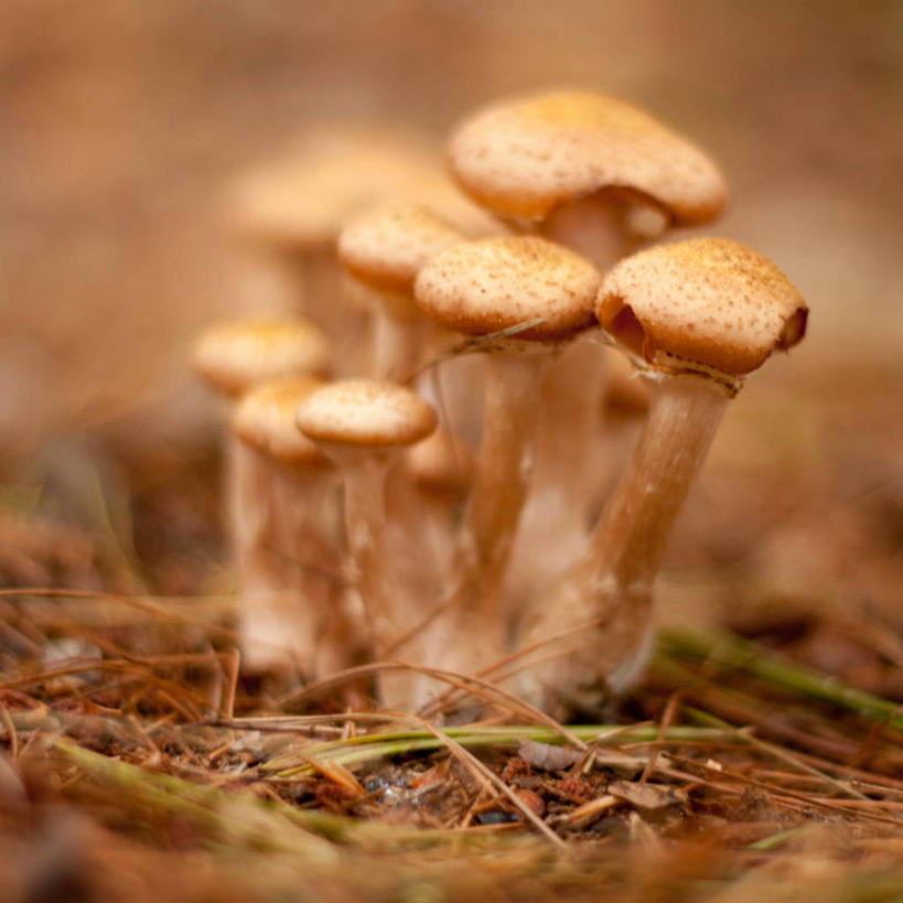 无人,方图,室外,特写,白天,加拿大,蘑菇,串,摄影,生长,新斯科舍,彩图