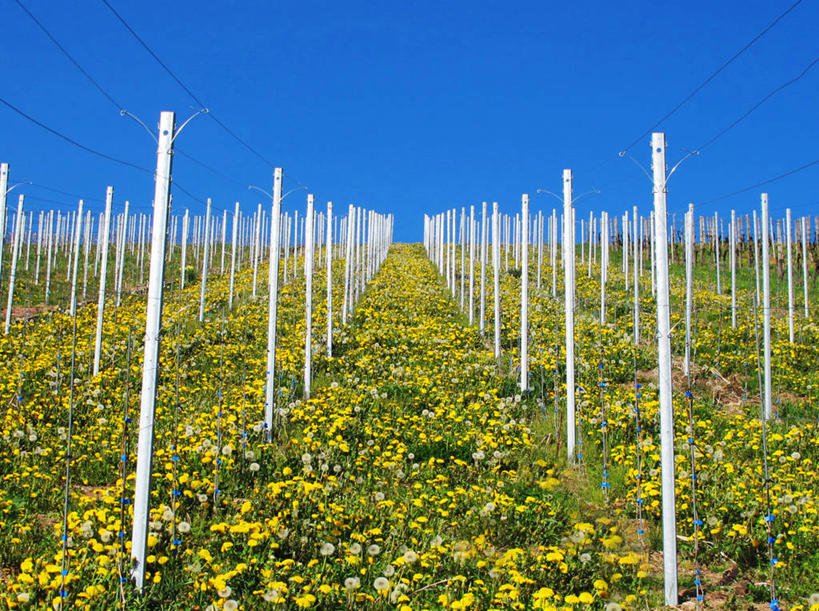 无人,横图,室外,白天,蒲公英,德国,欧洲,篱笆,葡萄园,花,自然,木桩,摄影,生长,宁静,金属丝,西欧,清新,万里无云,德意志联邦共和国,巴登.符腾堡,巴登.符腾堡州,巴符州,彩图