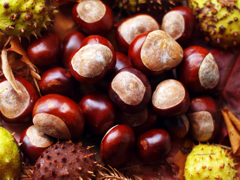 无人,横图,室外,特写,叶子,英国,种子,自然,摄影,七叶树,娑罗树,嫩枝,秋天,彩图