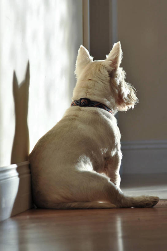 无人,坐,竖图,室内,白天,宠物,狗,爱尔兰,阴影,围墙,梗犬,动物,家畜,放松,可爱,摄影,西高地白梗,忠诚,犬,彩图,西部高地白梗