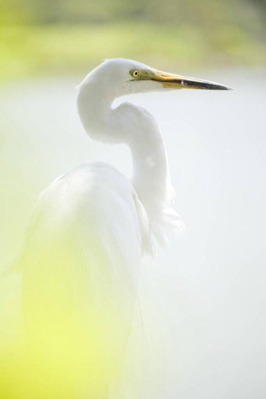 无人,竖图,室外,特写,白天,野生动物,日本,苍鹭,鸟类,白色,摄影,喙,彩图