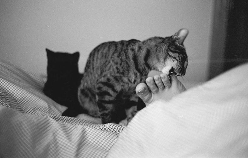 一个人,坐,躺,横图,黑白,室内,特写,床,卧室,宠物,猫,西班牙,床单,动物,两只,家畜,放松,舔,摄影,部分,足