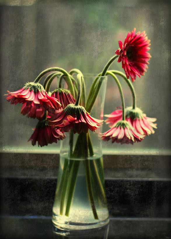 无人,竖图,室内,特写,白天,水,花瓶,美国,非洲雏菊,花,摄影,脆弱,加利福尼亚,圣何塞,烘干,彩图