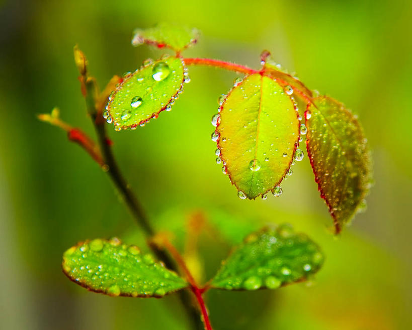 无人,横图,室外,特写,白天,叶子,美国,茎,枝,天气,红色,绿色,雨滴,摄影,生长,脆弱,清新,纯净,缅因州,彩图,伊丽莎白角
