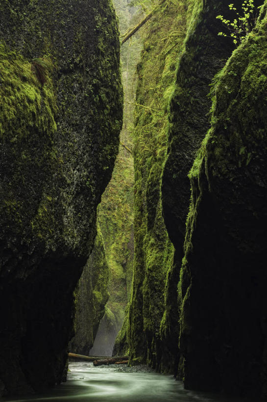 无人,竖图,室外,白天,美景,美国,景观,苔藓,小溪,自然,景色,摄影,宁静,自然风光,沟壑,俄勒冈州,哥伦比亚河谷,岩石,彩图