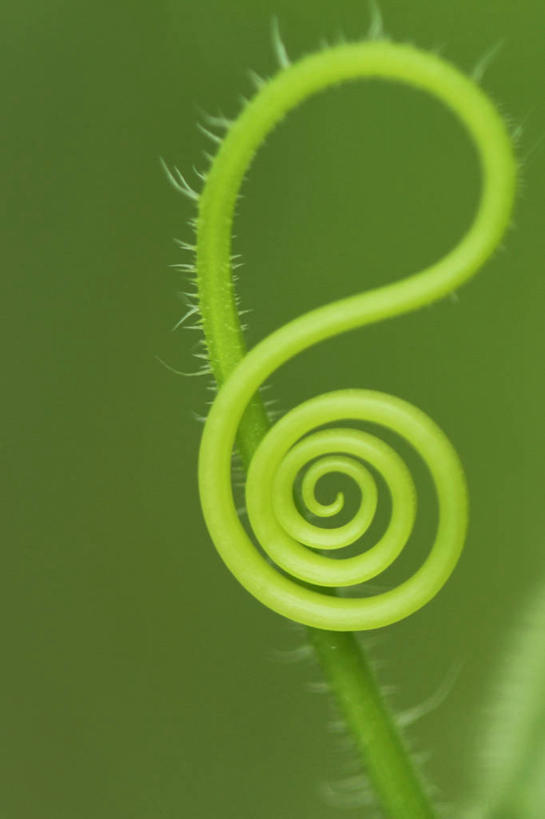 无人,竖图,室外,特写,白天,荷兰,环绕,盛开,缠绕,茎,花蕾,花,花瓣,花朵,鲜花,一朵,绿色,自然,花苞,花蕊,摄影,生长,脆弱,清新,纠缠,螺线,代尔夫特,彩图,卷须