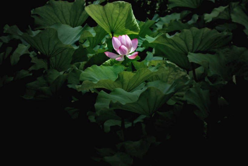 无人,横图,室外,夜晚,莲花,叶子,东京,日本,首都,花,自然,摄影,生长,脆弱,清新,彩图