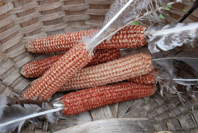 无人,横图,室外,特写,白天,玉米,蔬菜,美国,五个,许多,篮子,食品,织物,饮食,摄影,创造力,想法,美术工艺,彩图,机织物