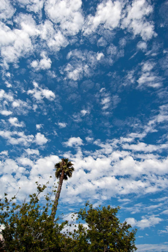 无人,竖图,室外,白天,仰视,美国,海岸线,云,树,天空,自然,摄影,宁静,加利福尼亚,彩图,低角度拍摄,戈拉塔