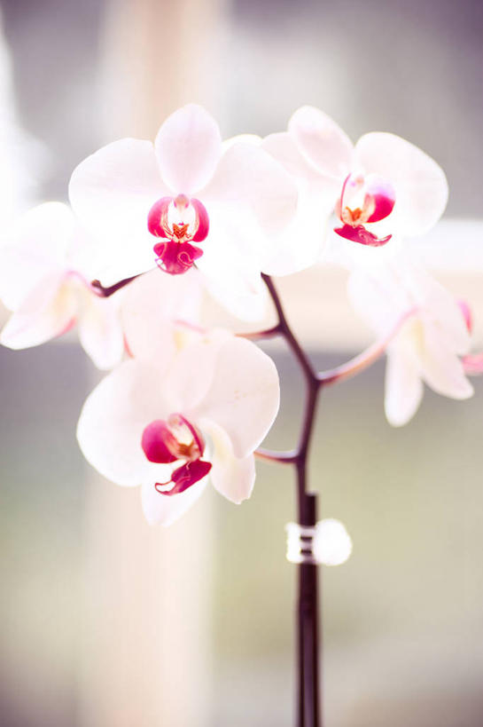 无人,竖图,室外,特写,白天,日光,英国,花,粉色,白色,自然,摄影,清新,多塞特郡,嫩枝,兰花,彩图