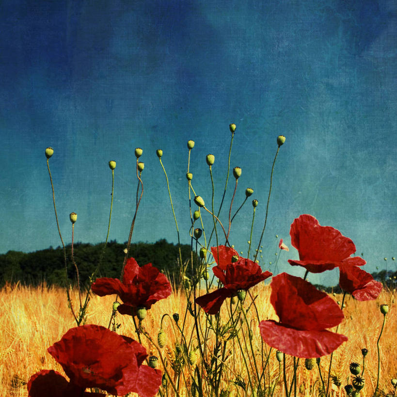 无人,方图,室外,白天,农业,德国,盛开,田地,谷类,茎,花蕾,花,花瓣,花朵,鲜花,天空,自然,花苞,花蕊,摄影,生长,大麦,脆弱,清新,伍珀塔尔,彩图