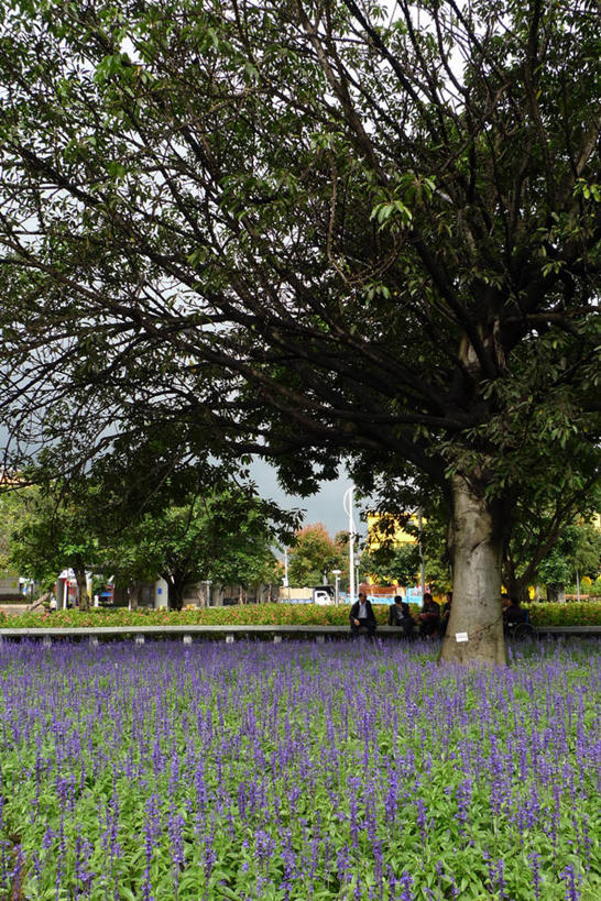 竖图,室外,白天,城市,台湾,长椅,首都,树,自然,放松,摄影,生长,清新,台北,彩图