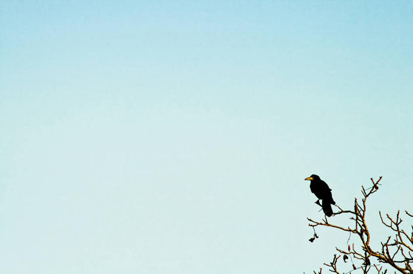 无人,坐,横图,室外,白天,留白,野生动物,德国,枝,首都,柏林,树,天空,摄影,彩图