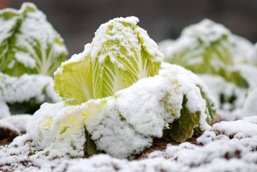 无人,菜园,横图,室外,白天,雪,蔬菜,仙台,日本,莴苣,自然,寒冷,摄影,生长,清新,彩图