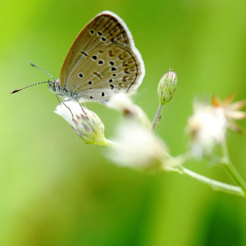 无人,方图,室外,白天,蝴蝶,马来西亚,野花,绿色,自然,摄影,彩图,柔佛