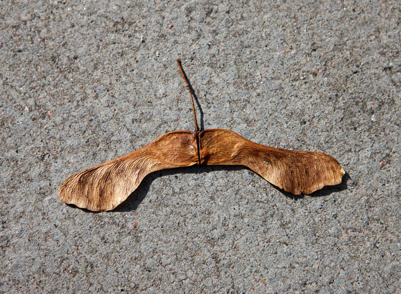 无人,横图,俯视,背景,植物,灰色背景,果树,种子,树,树木,一个,绿色,自然,摄影,生长,单个,成长,脆弱,无花果树,秋天,彩图,高角度拍摄,影棚拍摄