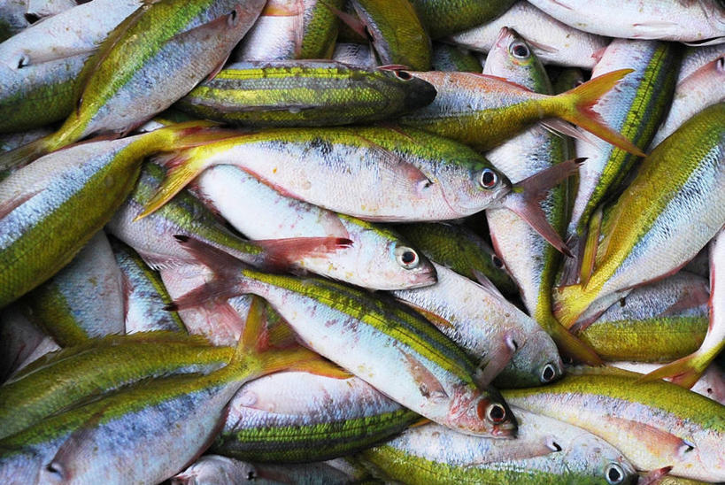 无人,横图,特写,马尔代夫,许多,丰富,食品,市场,很多,鱼类,饮食,零售,摄影,清新,海产,彩图