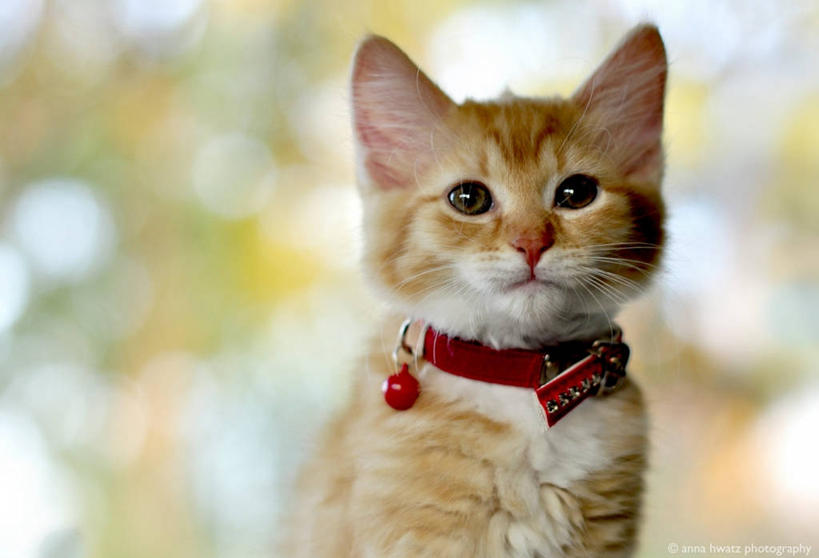 无人,横图,室内,特写,白天,宠物,猫,澳大利亚,小猫,动物,家畜,可爱,摄影,猫咪,西澳大利亚,彩图,宠物项圈