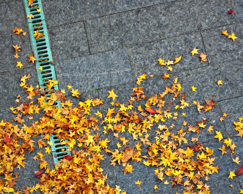 无人,横图,俯视,室外,白天,叶子,美国,大理石,院子,摄影,脆弱,改变,密苏里,秋天,彩图,高角度拍摄