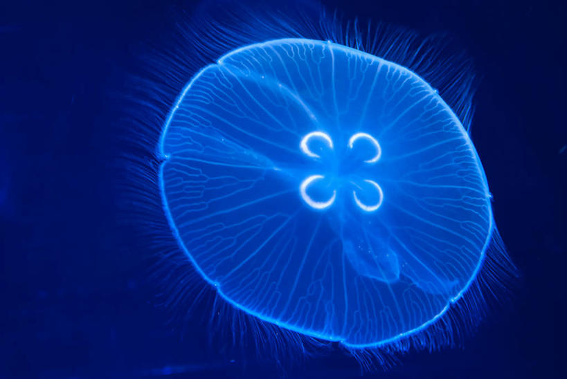 游泳,无人,横图,特写,西班牙,圆形,蓝色,摄影,巴伦西亚省,水母,彩图