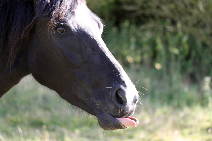 无人,横图,室外,特写,白天,侧面,马,英国,家畜,摄影,鬃毛,彩图