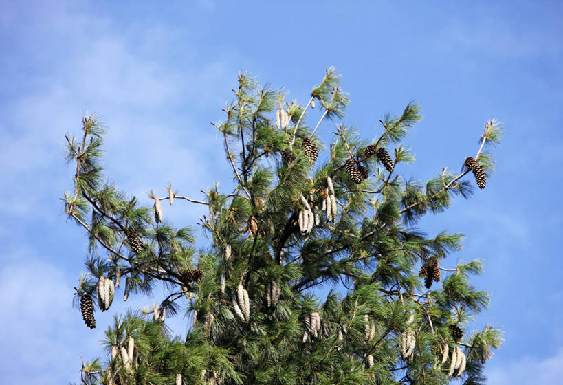 无人,横图,室外,白天,松树,英国,吊挂,悬挂,枝,首都,挂,天空,自然,摄影,生长,松木,彩图