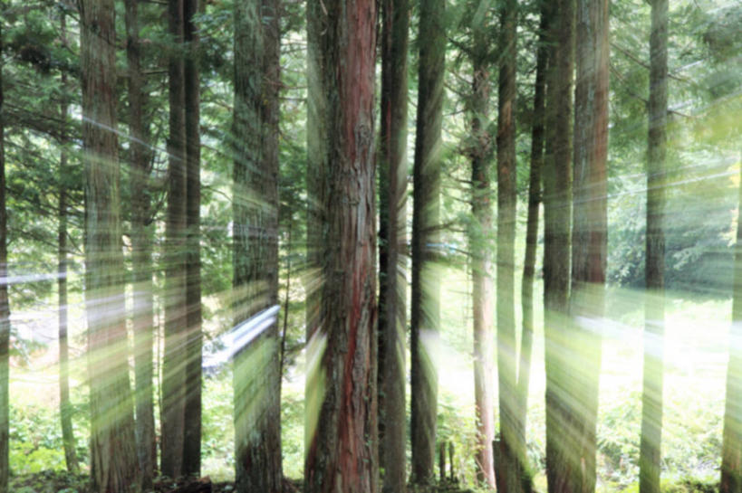 无人,横图,室外,白天,森林,日光,日本,树,树干,绿色,自然,摄影,岐阜县