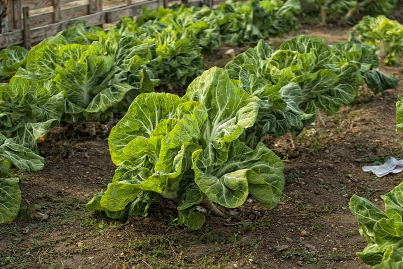 无人,果园,横图,室外,白天,农业,蔬菜,叶子,西班牙,新鲜,篱笆,食品,绿叶,食物,自然,嫩叶,摄影,有机食品,绿色食品,生长,泥,清新,叶,叶片,彩图,萨莫拉