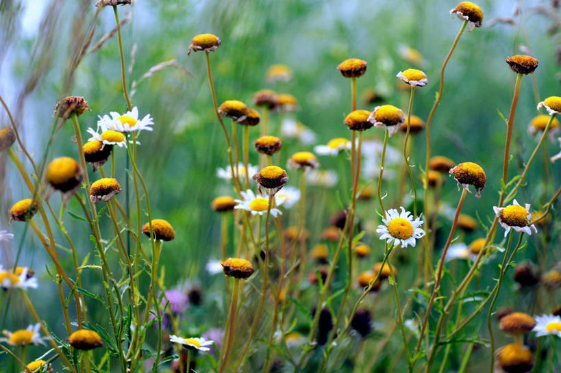 无人,横图,室外,白天,美国,茎,花,自然,摄影,生长,脆弱,雄蕊,清新,彩图