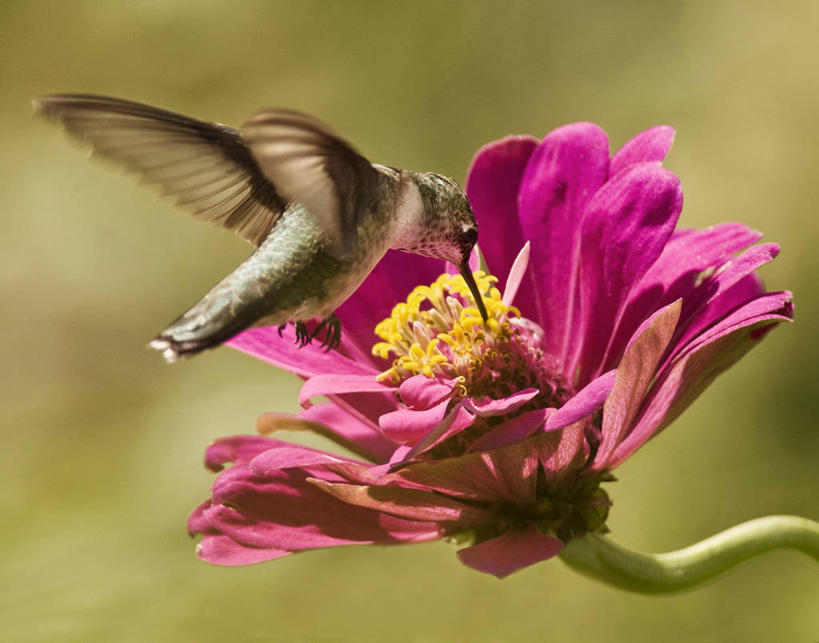 无人,横图,室外,白天,侧面,美景,蜂鸟,美国,盛开,景观,鱼尾菊,花蕾,飞,花,花瓣,花朵,鲜花,一朵,粉色,自然,花苞,花蕊,景色,摄影,拍打,优美,自然风光,新泽西,彩图