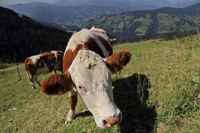 无人,站,横图,室外,白天,农业,牧场,美景,奥地利,景观,自然,动物,两只,景色,摄影,牲畜,自然风光,阿尔卑斯山脉,萨尔茨堡,彩图,家牛