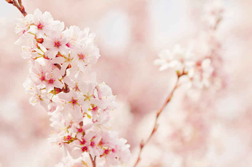 无人,横图,室外,特写,白天,樱花,英国,盛开,花蕾,花,花瓣,花朵,鲜花,粉色,自然,花苞,花蕊,摄影,生长,脆弱,清新,彩图