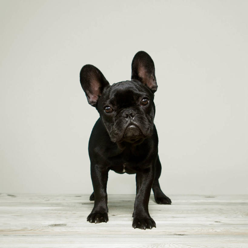无人,站,方图,宠物,狗,西班牙,灰色背景,小的,斗牛犬,小狗,黑色,动物,家畜,摄影,肖像,卡斯特利翁省,彩图,影棚拍摄,法国斗牛犬