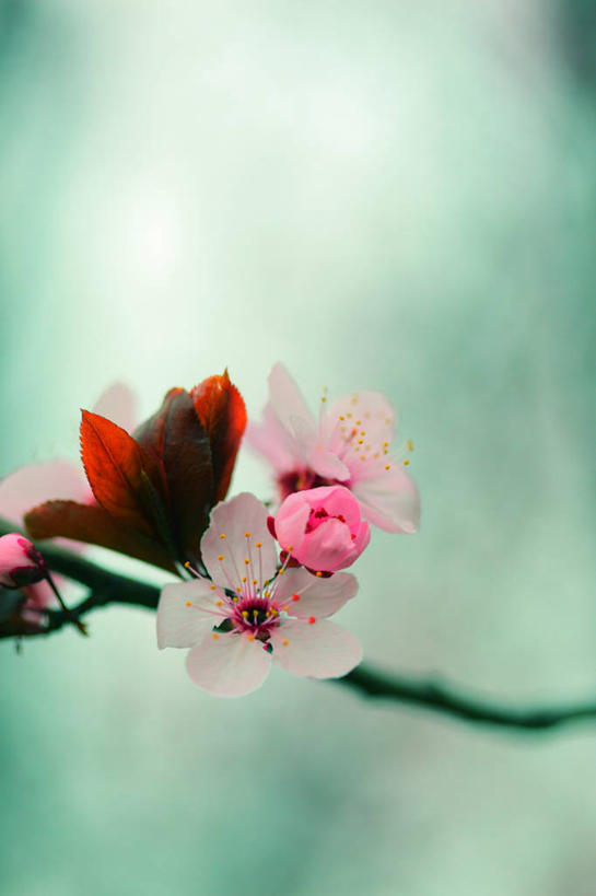 无人,竖图,室外,特写,白天,美国,茎,花,花瓣,粉色,春天,摄影,脆弱,雄蕊,清新,彩图