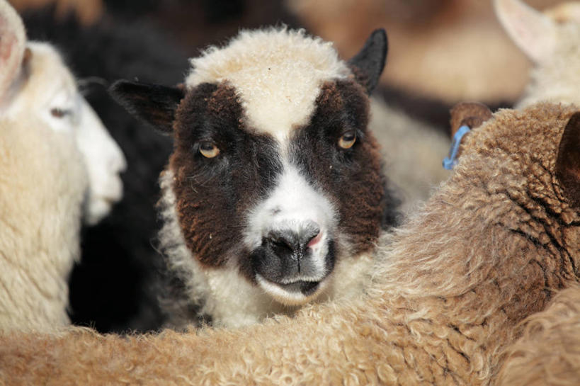 无人,横图,室外,特写,白天,英国,褐色,羊群,苏格兰,白色,家畜,摄影,牲畜,部分,设得兰群岛,绵羊,彩图