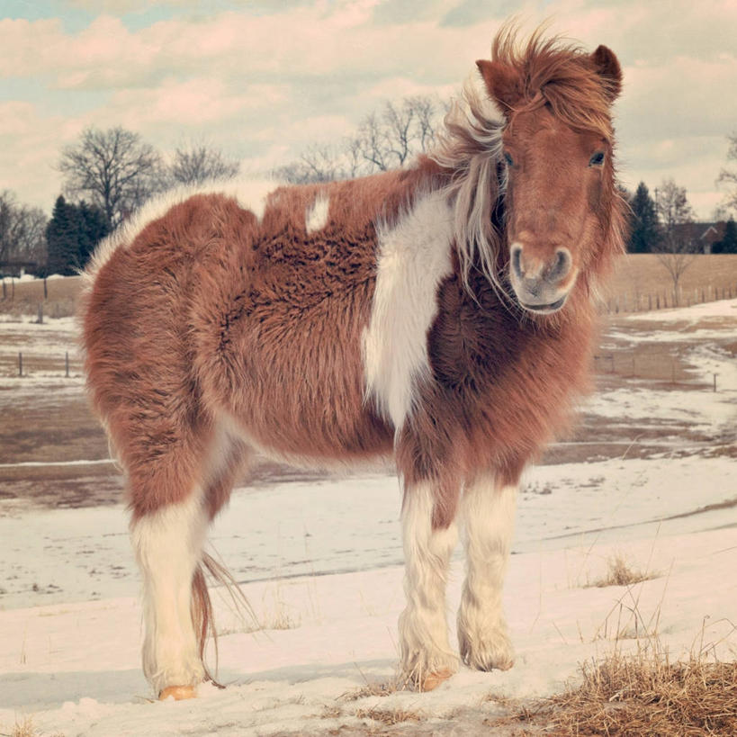 无人,方图,室外,白天,雪,美国,云,冬天,天空,家畜,摄影,牲畜,设得兰矮种马,彩图