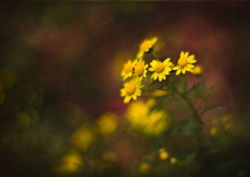 无人,横图,室外,白天,向日葵,叶子,南京,花,黄色,摄影,生长,清新,彩图