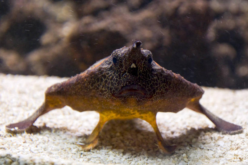 无人,横图,特写,水下,巴西,鱼类,水族馆,摄影,肖像,圣保罗,彩图