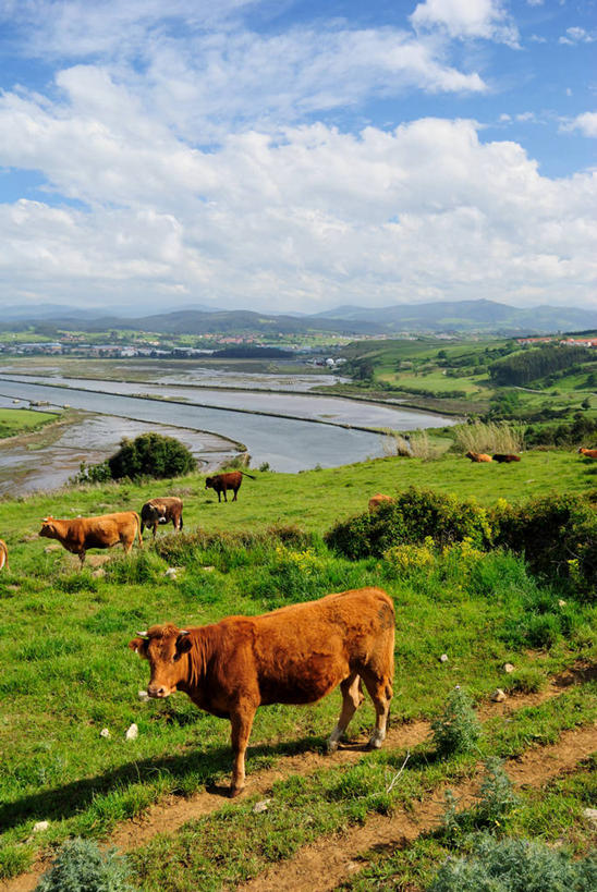 无人,站,竖图,室外,白天,草地,河流,山,西班牙,云,动物,家畜,摄影,牲畜,坎塔布利亚,彩图,家牛