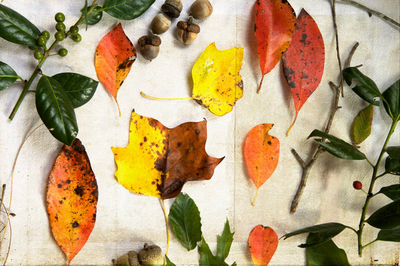 无人,横图,室内,特写,叶子,美国,摄影,多样,北美,北美洲,脆弱,美洲,橡树果,改变,收集,北卡罗来纳州,北亚美利加洲,亚美利加洲,北卡罗来纳,焦油脚根之州,黑油鞋根之州,老北州,秋天,彩图,美利坚合众国