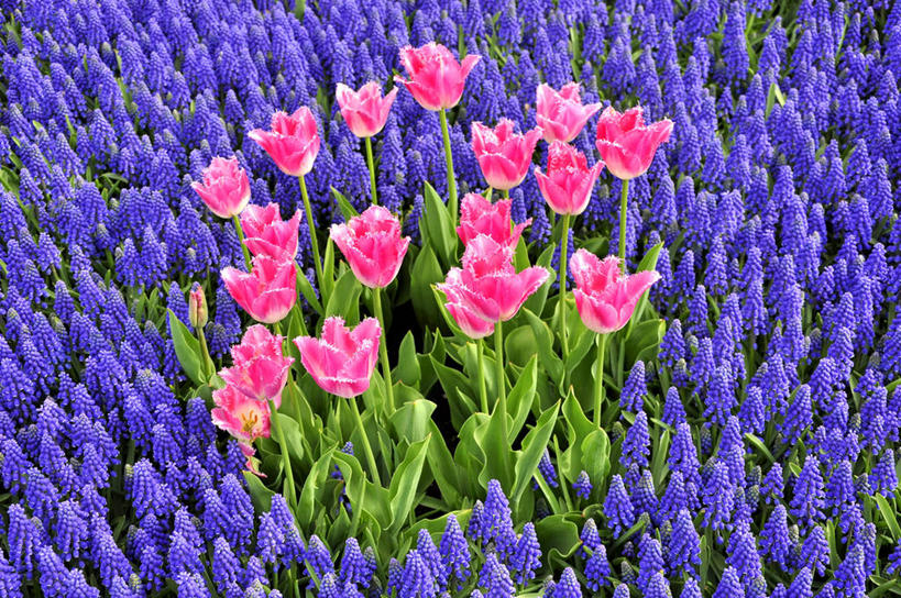 无人,横图,俯视,室外,白天,美景,郁金香,叶子,美国,景观,粉色,自然,景色,摄影,生长,清新,自然风光,纽约州,奥尔巴尼,葡萄风信子,彩图,高角度拍摄