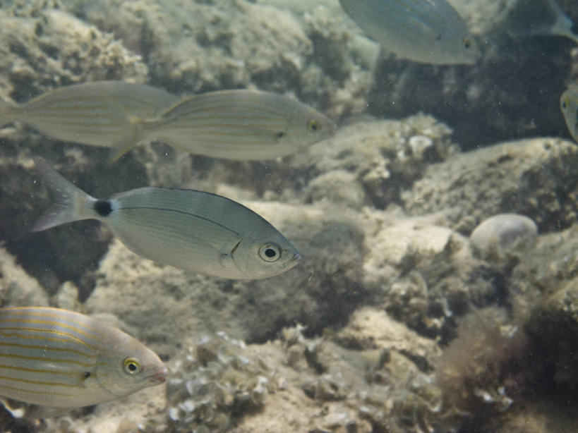 游泳,无人,横图,特写,水,西班牙,珊瑚,鱼类,自然,摄影,伊比沙岛,彩图