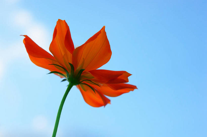 无人,横图,室外,特写,白天,东京,日本,盛开,云,茎,首都,花蕾,花,花瓣,花朵,鲜花,一朵,红色,天空,花苞,花蕊,摄影,脆弱,清新,彩图