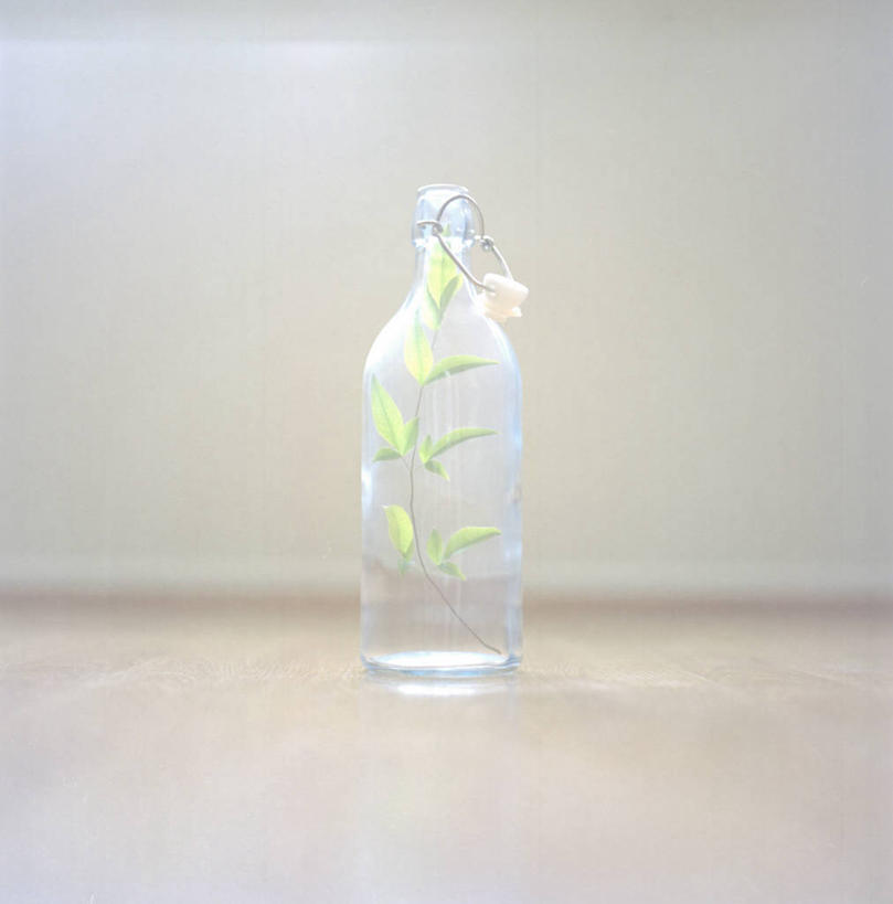 无人,竖图,室内,叶子,美国,一个,瓶子,摄影,单个,脆弱,清新,彩图