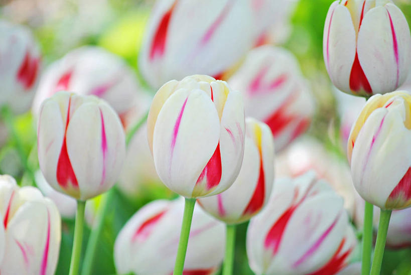 无人,横图,室外,特写,白天,郁金香,美国,茎,花,花瓣,自然,摄影,生长,脆弱,清新,密苏里,彩图