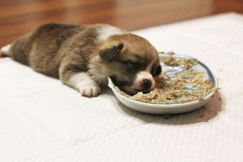 无人,躺,横图,室内,特写,白天,懒惰,宠物,狗,巴西,食品,小狗,柯基犬,威尔士柯基犬,动物,盘子,家畜,可爱,摄影,牧羊犬,忠诚,彭布罗克柯基犬,彭布罗克威尔士柯基犬,圣保罗州,犬,睡觉,彩图,狗碗,狗食