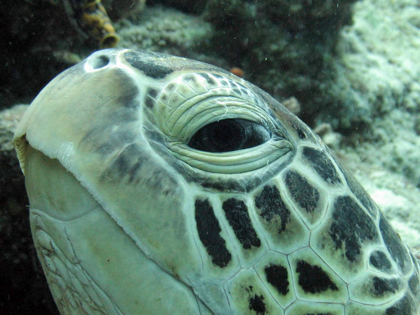 游泳,无人,横图,室外,特写,白天,水下,马来西亚,摄影,部分,沙巴州,海龟,彩图,诗巴丹岛